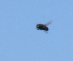 moscone-in-volo-crop.jpg