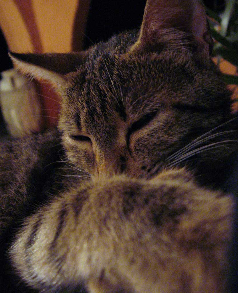Mr-cat.jpg