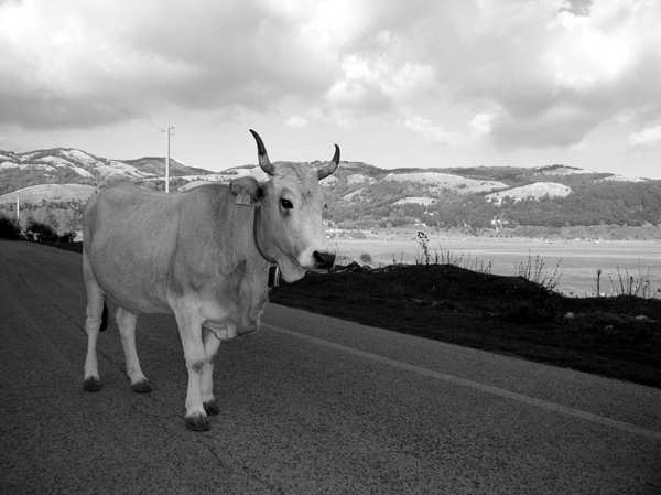 mucca.jpg