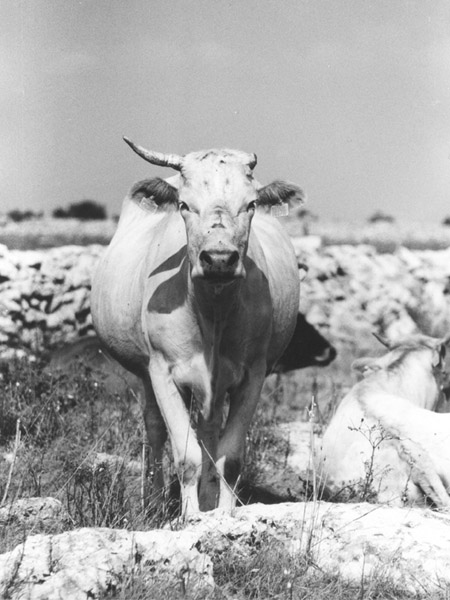 Mucca.jpg