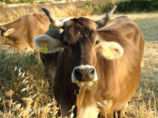 mucca che guarda.jpg