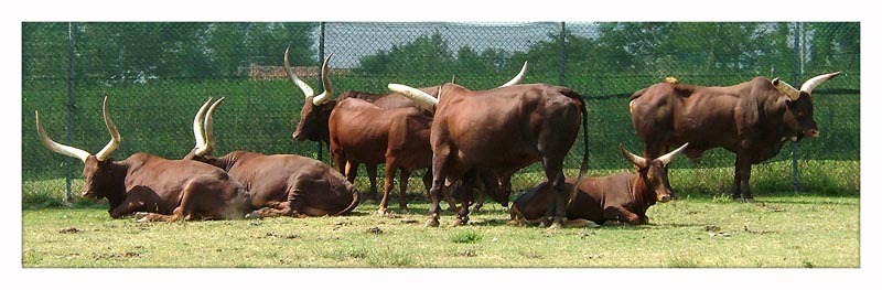 Mucche dei pigmei.jpg