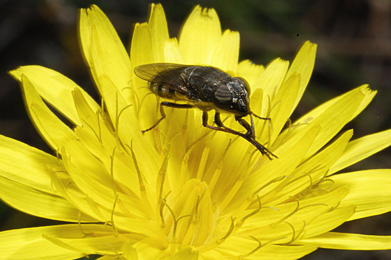 musca_golosonas_b.jpg