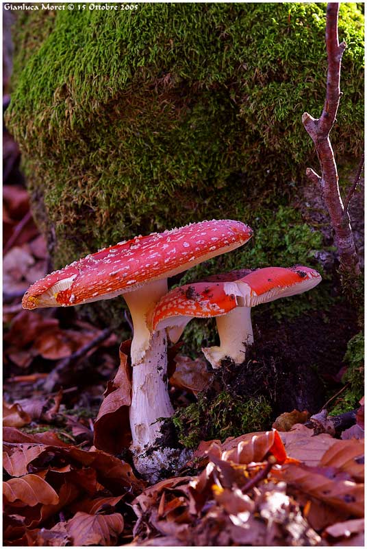 Muscaria.jpg