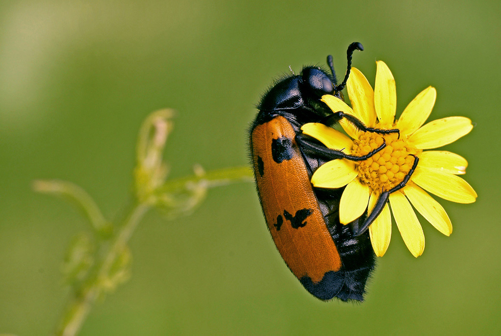 Mylabris-variabilis.jpg