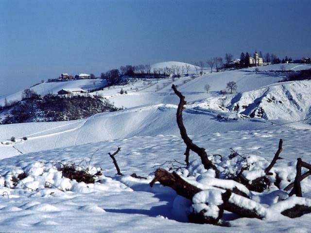 N253D37DO-Tassara.Naif.jpg