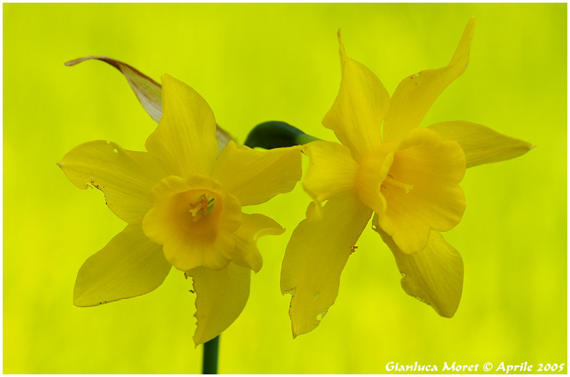 Narciso-Giallo.jpg