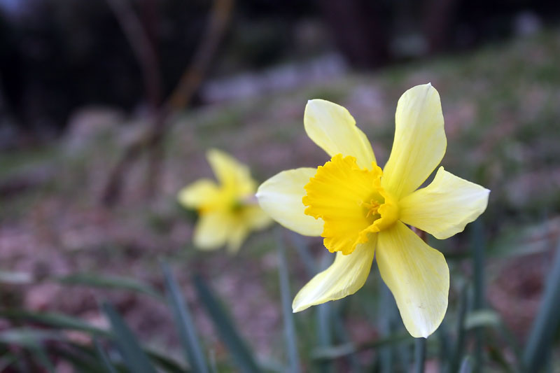 Narciso.jpg