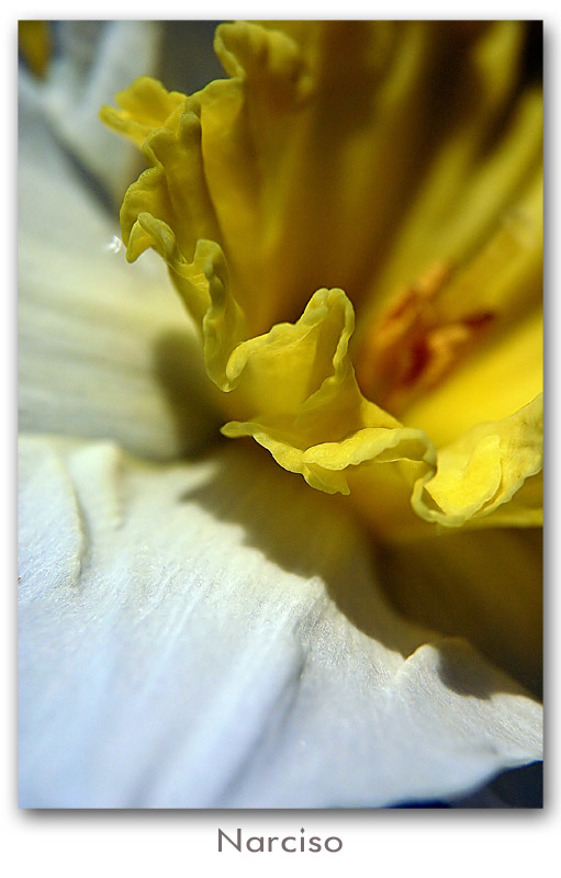 narciso.jpg