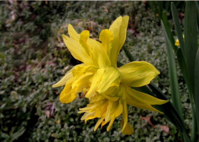 narcisoUa.jpg
