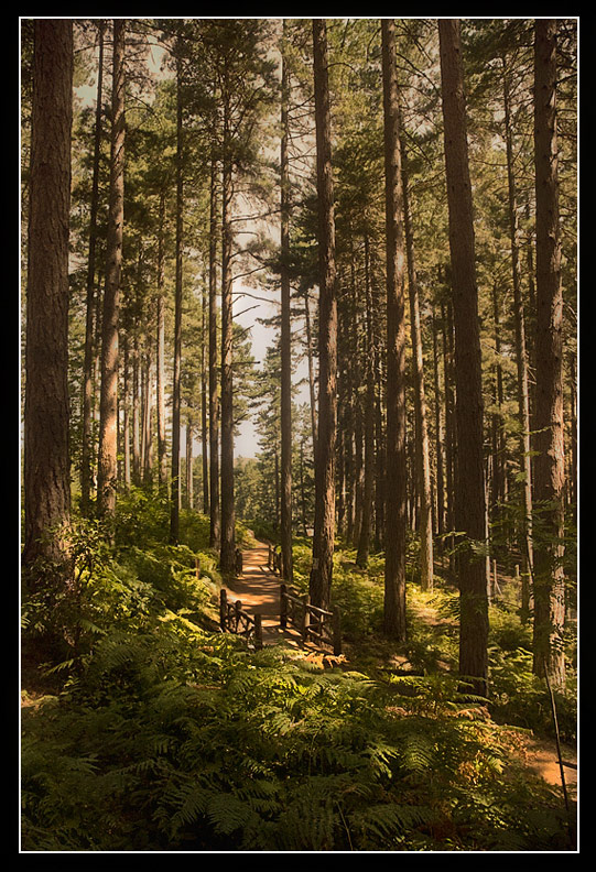 Natura-copia.jpg
