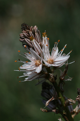 natura-vera.jpg