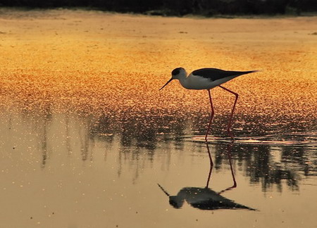 Natura001a.jpg