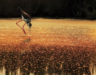 Natura001d.jpg