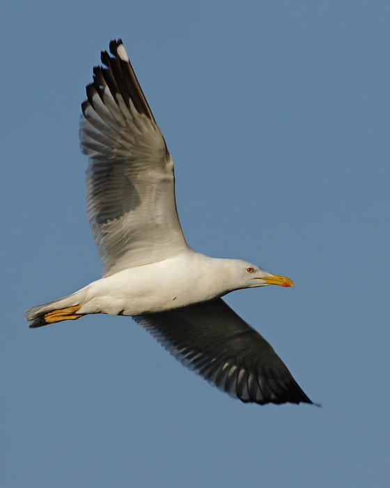 Natura004a.jpg