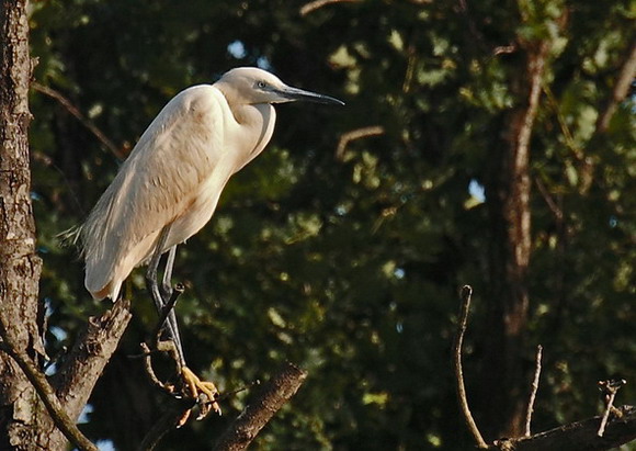 Natura009a.jpg