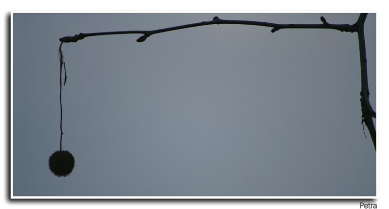 natura01 (Medium).jpg