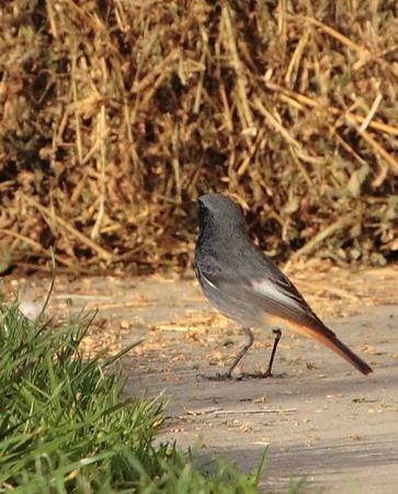 Natura074a.jpg