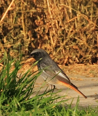 Natura074aa.jpg