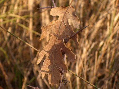 Natura_01.JPG