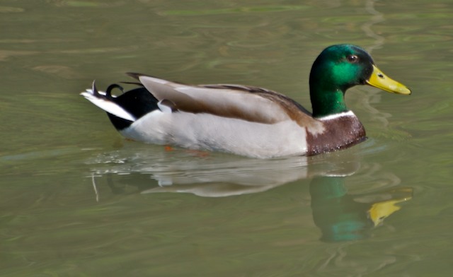 Natura_01_Focale_300.jpg