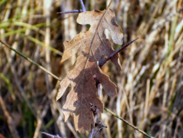 Natura_02.jpg