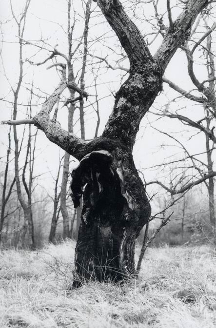 natura morta.jpg