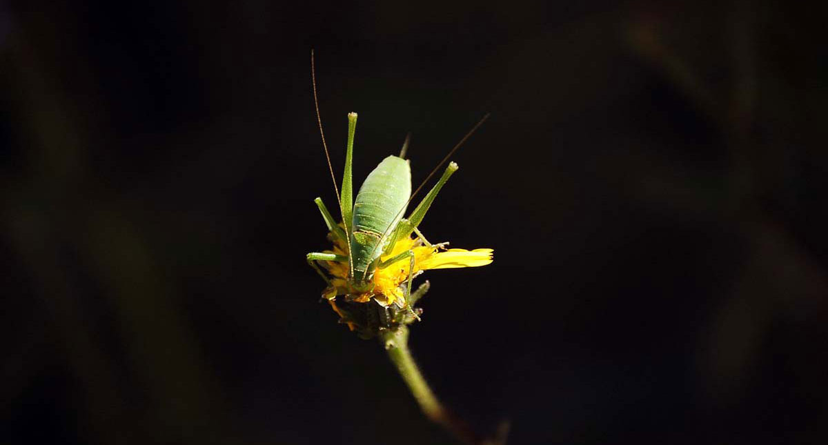 Naturas.jpg