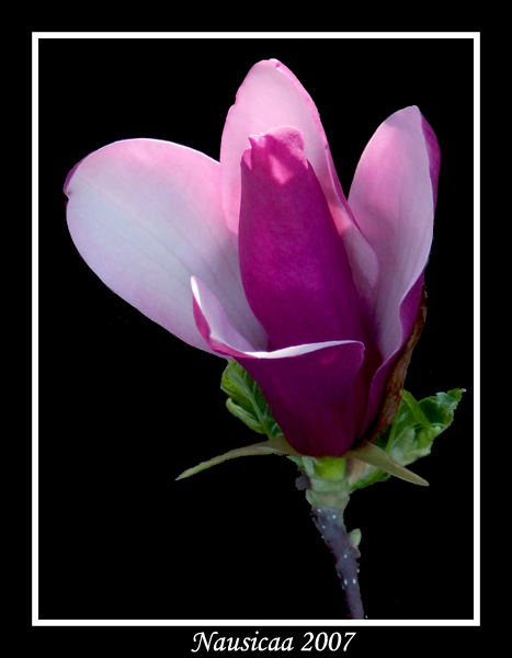 Nausica-Fiore-02.jpg