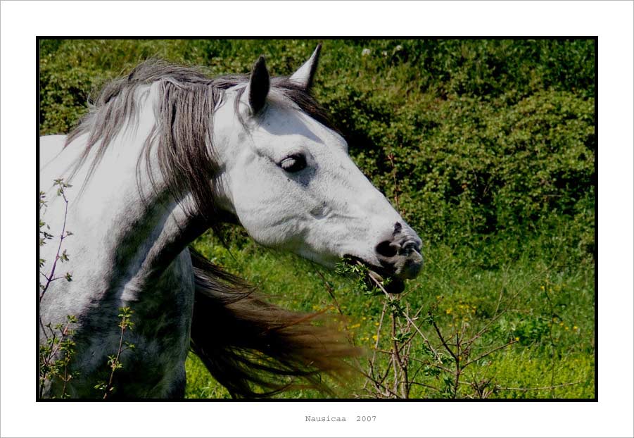 nausicaa-cavallo.jpg