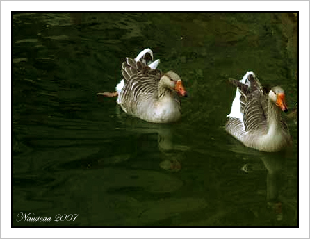 Nausicaa-papere-01.jpg