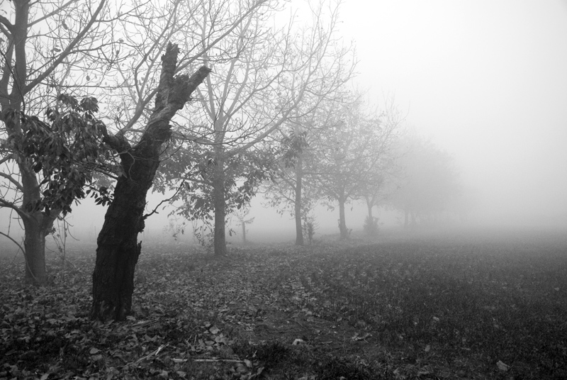nebbia-B&W.jpg