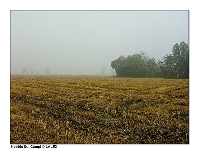 nebbia-dopo-la-mietitura.jpg