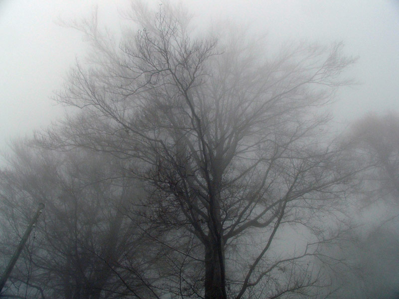 nebbia2.jpg