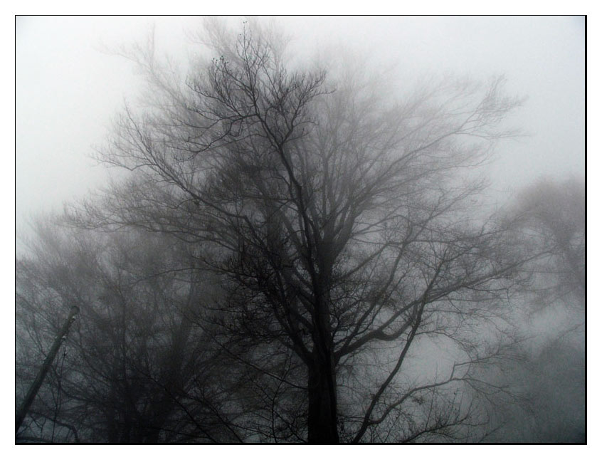 nebbia2_151.jpg
