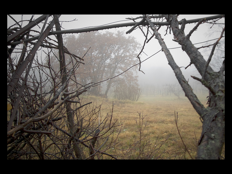 Nebbia.jpg