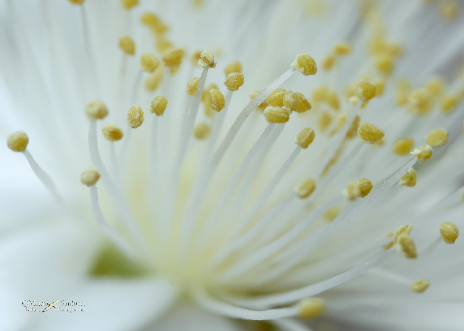 Nel-fiore__DSC4279.jpg