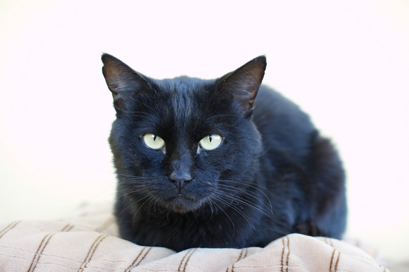 nerone.jpg