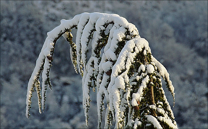 neve-.jpg
