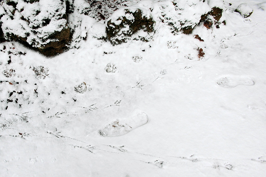 neve.jpg