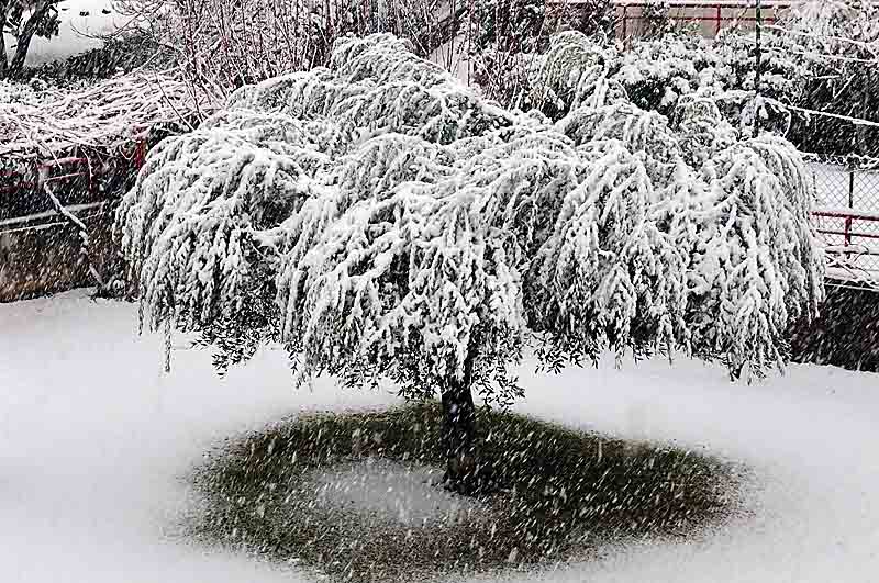 Nevicata 2_018_02_web.jpg