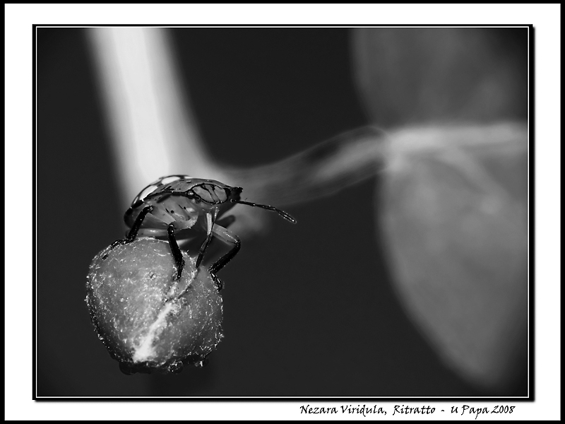 Nezara Viridula - Ritratto B-N.jpg