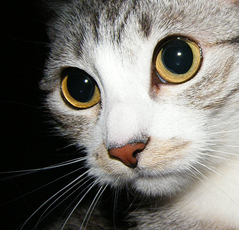 nina1.jpg