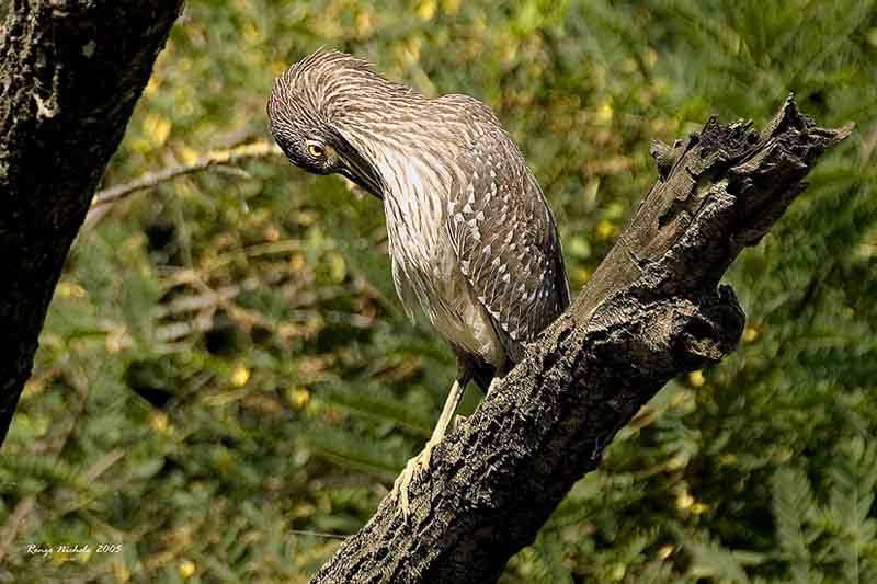 Niticora immatura-2005_8584 f1.jpg