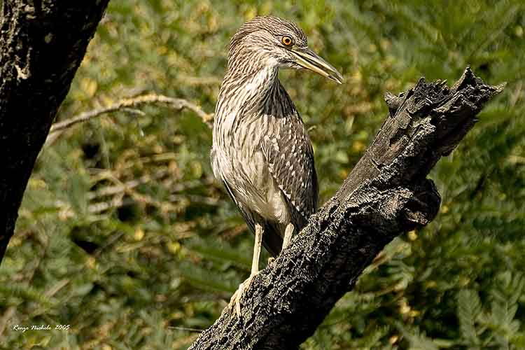 Niticora immatura-2005_8587 f1.jpg