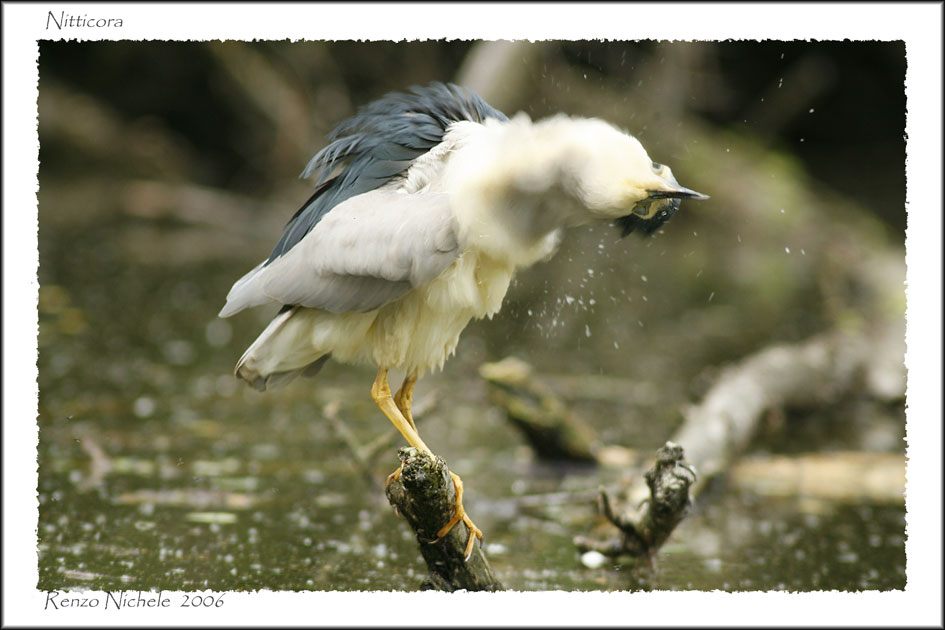 Nitticora-2006_3323-f1.jpg