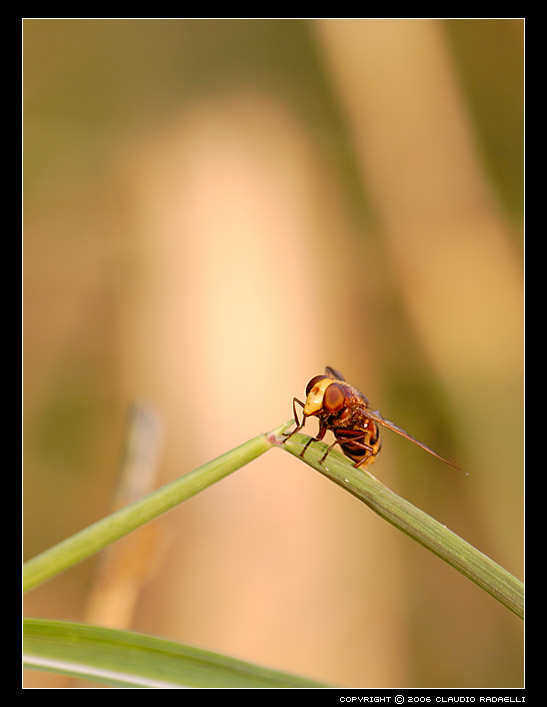 no id6 verticale.jpg