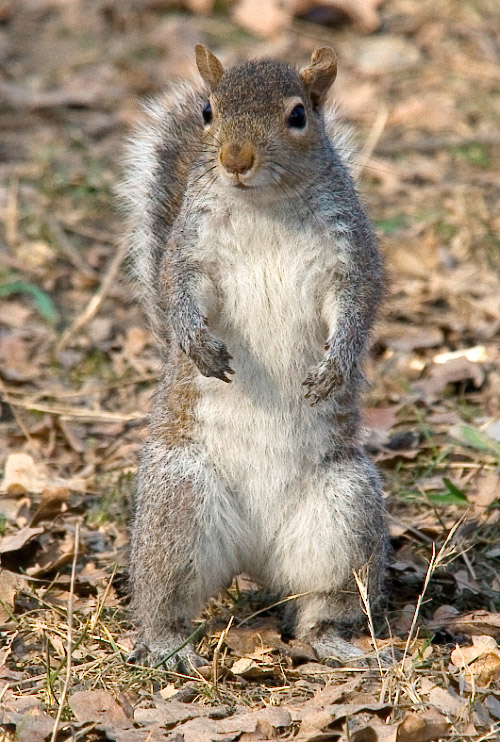 nocciolina2.jpg
