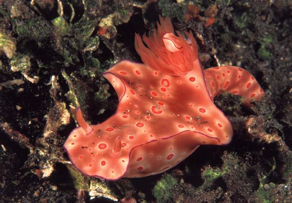 Nudibranco 1.jpg