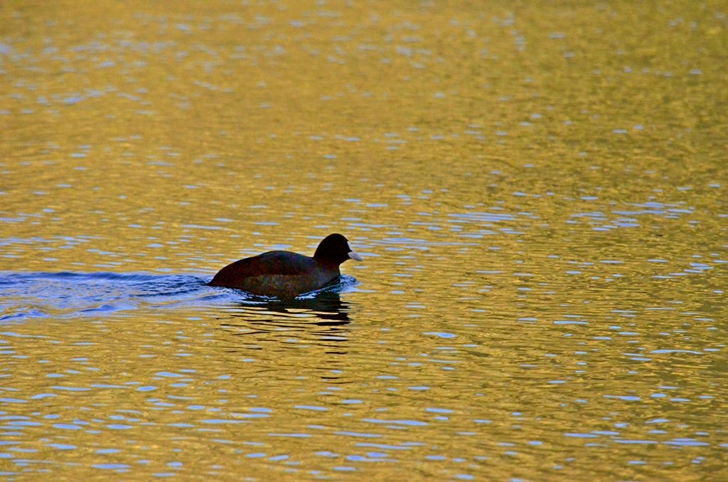 nuotando nell'oro-resize2.jpg